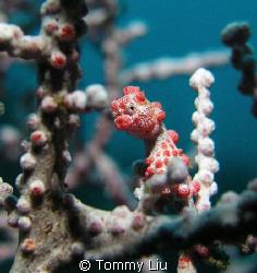 Pygmy seahorse in Tulamben by Tommy Liu 